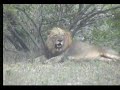 Lions after a kill.