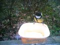 great tit (parus major)