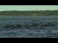 Moray Firth Bottlenose Dolphins Moray Firth Bottlenose Dolphins