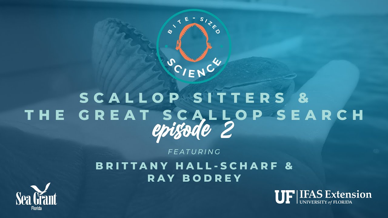 Scallop Sitters and the Great Scallop Search
