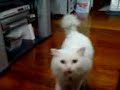mimi going nuts!