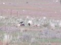 Crow Shooting Coolabah 2009