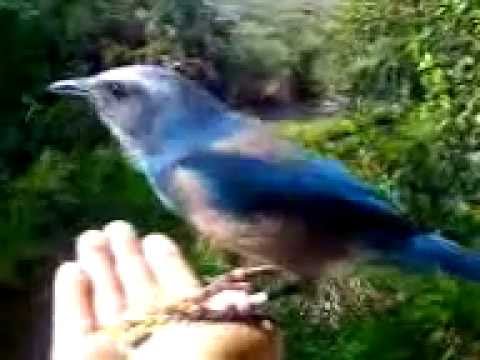 See video