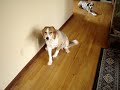 PART 1: Self Punishing Bad Guilty Dog, LeeLoo - Cute!
