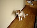 PART 1: Self Punishing Bad Dog, LeeLoo - Cute!