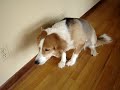PART 1: Self Punishing Bad Guilty Dog, LeeLoo - Cute!