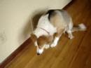 PART 1: Self Punishing Bad Guilty Dog, LeeLoo - Cute!