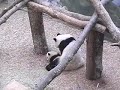 Lun Lun Falls On Mei Lan, 2/02/07