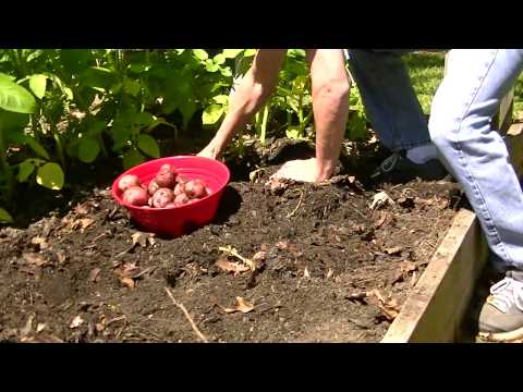 how to fertilize red potatoes