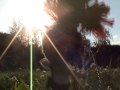 rustic animation with music