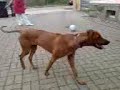 Englische Bulldogge Englische Bulldogge