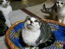 仔猫テラ萌え