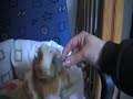 Li Loulou � faim
