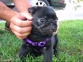 meet maximus the black pug
