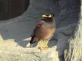 Talking to a Common Myna Bird