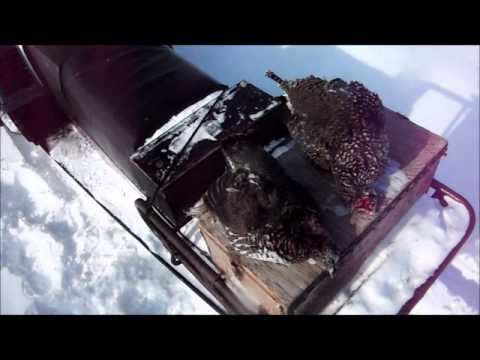 trapping - Trapping in the Northwest Territories of canada. Part 11 comming next week.