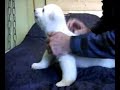 Der Knutsong - www.KittyUndKnut.de