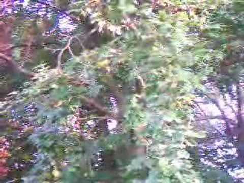 Gnats Swarming Under Trees