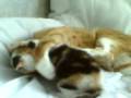 Bully cat View Video