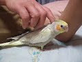 エメラルド・パールの男の子