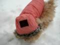 videos de Yogi sniffs snow