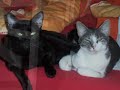 Abschied unseres Katers Miro Abschied unseres Katers Miro
