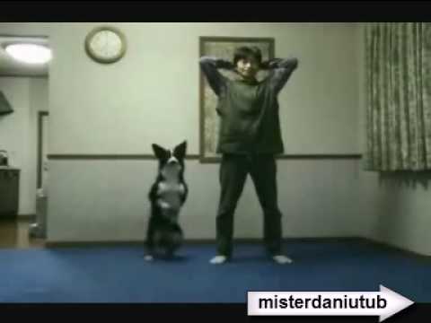 FUNNY videos 2010