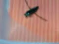 water boatman