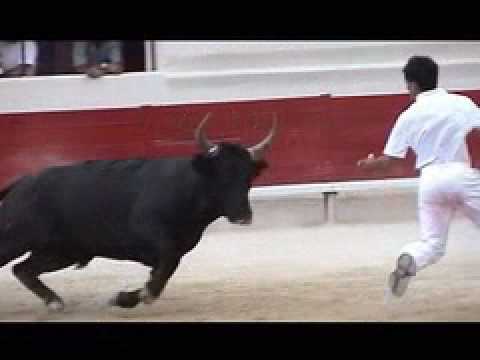 Bull Run