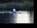 Dagelijkse \"roei\" beslommeringen op de Rotte