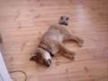 My Sleep Talking Shiba Inu