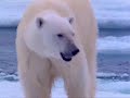 Animals that are better than you.