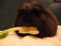 Mangez-moi !
