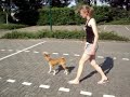 Mirtillo, the trainable basenji Part 3 Mirtillo, the trainable basenji Part 3