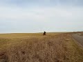 Registered Missouri Fox Trotter For Sale Video #2