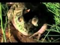 The Gross and Disgusting American Bullfrog (original narration by Randall)