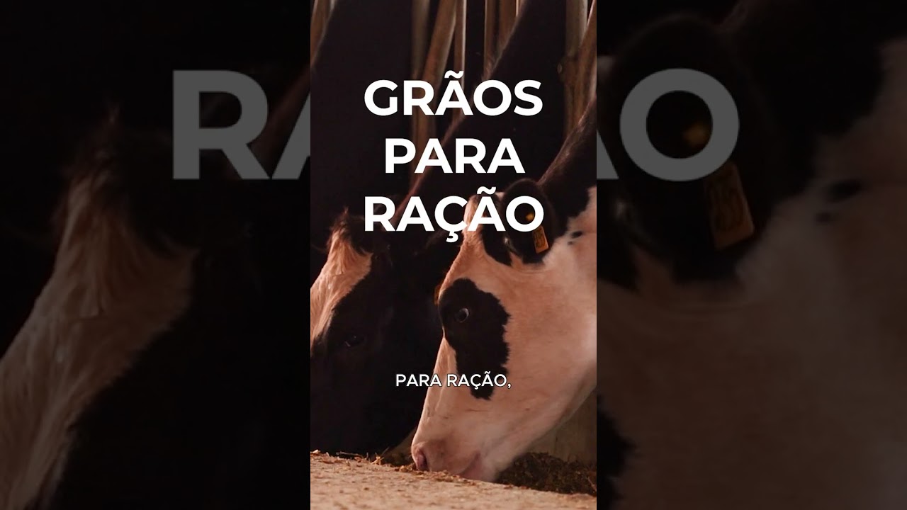 BRS Entressafras (BRS CVA118). A inovação que faltava!