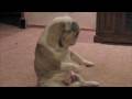 videos de My english bulldog, and a Millie