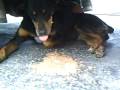 No grabes perros porque te vomitantanN!!!!!!!!