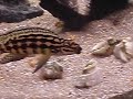 222L T-tank