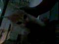 videos de ljnmiodgjion