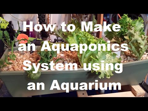 how to turn aquarium into aquaponics
