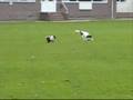 videos de Poppy chases a spaniel 3