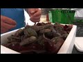 Super entreprise qui vient d'inventer l'élevage des ormeaux bretons en pleine mer!