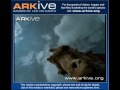 Click here to watch this video giraffetallcooldrink.wmv