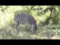 Safari South Africa 2007 Safari South Africa 2007