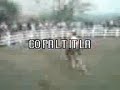 jaripeo