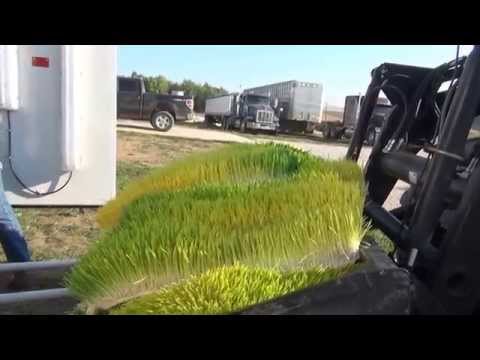 how to harvest your own grass seed