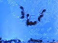 Amazing Ant Rescue