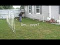 Training 7 27 07 (all 4 dogs)
